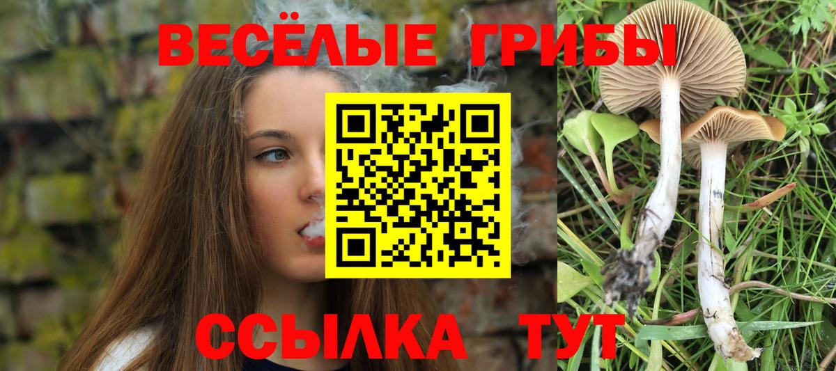 Галлюциногенные грибы Psilocybe Рубцовск