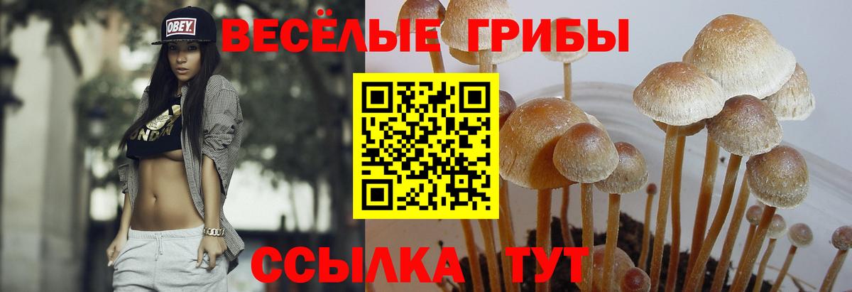 Галлюциногенные грибы MAGIC MUSHROOMS  Вход с VPN  Рубцовск 